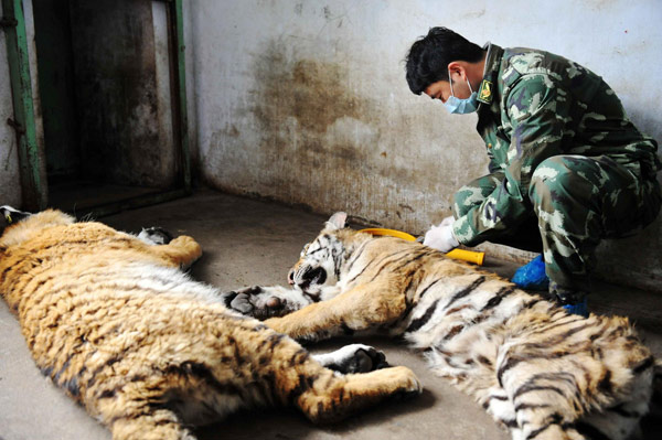 Young Siberian tigers get DNA tests