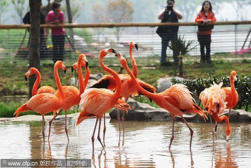 Penguins find new home in Wuhan