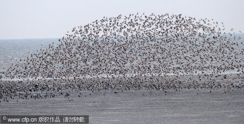 Migratory birds on the move