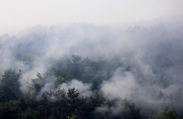 Forest fire put out in NE China