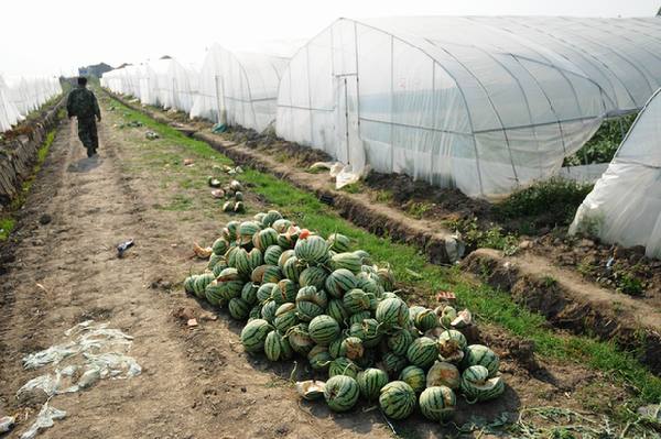 Watermelons wasted