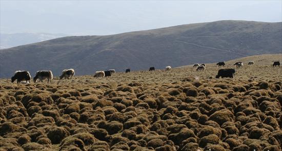 Plateau grasslands threatened by stone mining