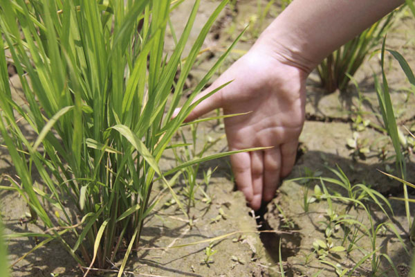 Drought affects rice output in E China