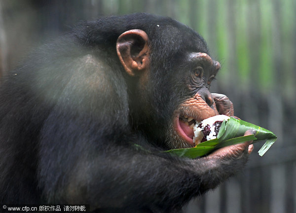 <EM>Zongzi </EM>time at the zoo