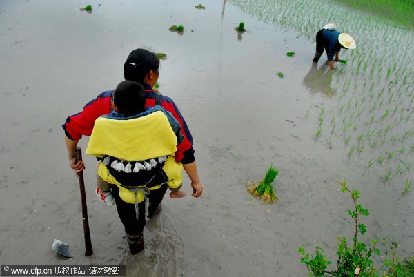 Sowing time on watery terraces in SW China