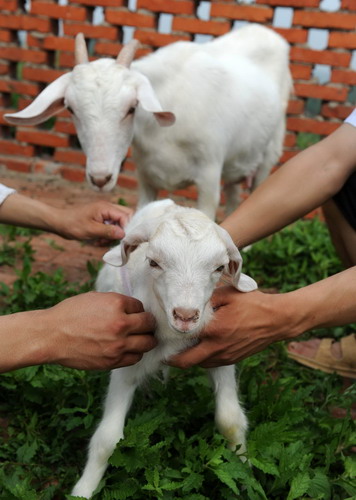 Next-generation cloned goat measures up