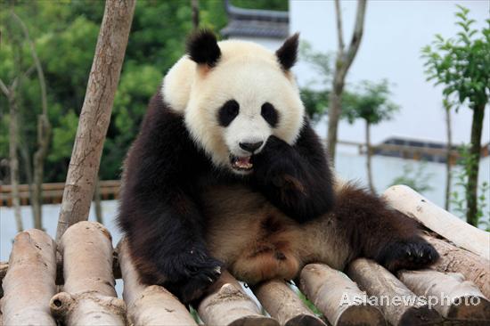 Pandas safe after days of torrential rain