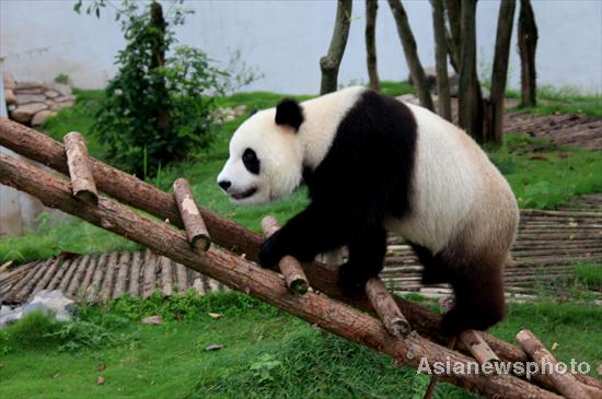 Pandas safe after days of torrential rain