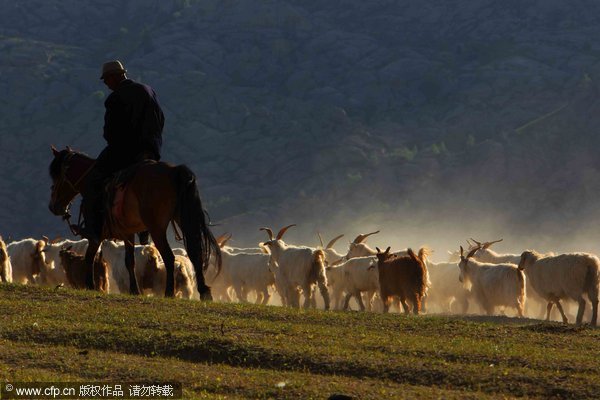 Driving herds to Altay Mountains 