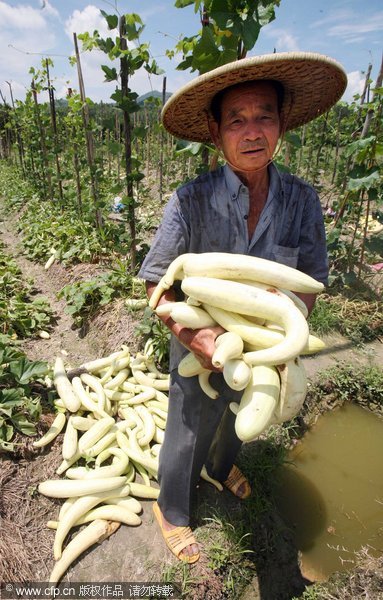 Bitter vegetable harvest due to sales slump