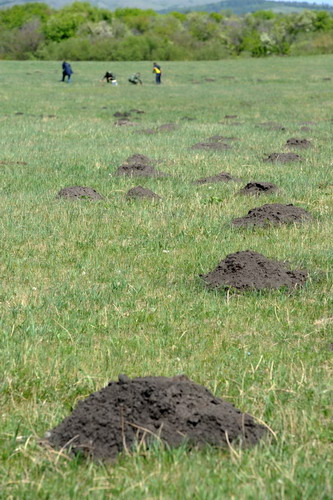 Inner Mongolian grassland gnawed by rodents