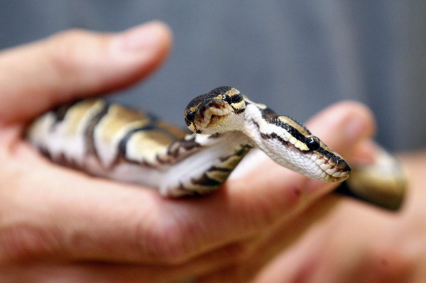 Bizarre two-headed python turns heads