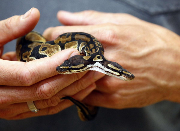 Bizarre two-headed python turns heads
