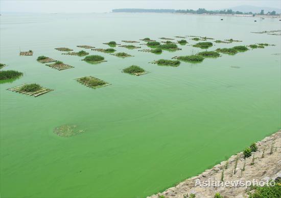 Chaohu Lake sees large algae expansion