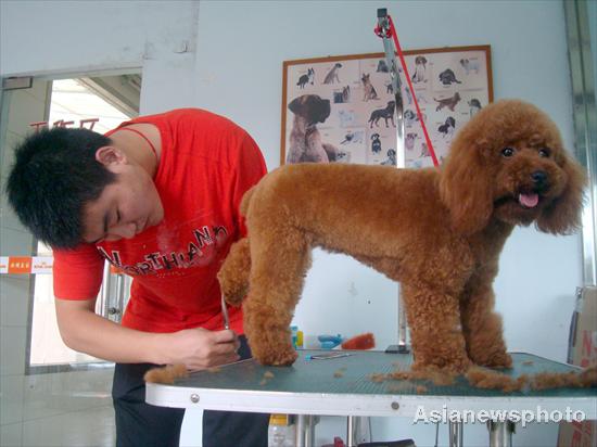 Pet dogs get summer hair cuts