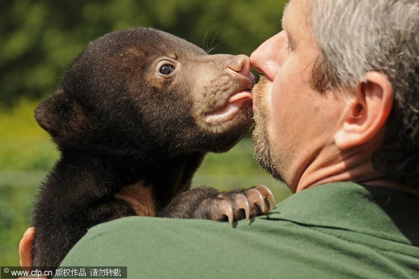 Sun bear's kiss