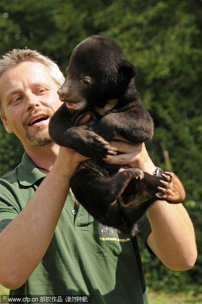 Sun bear's kiss