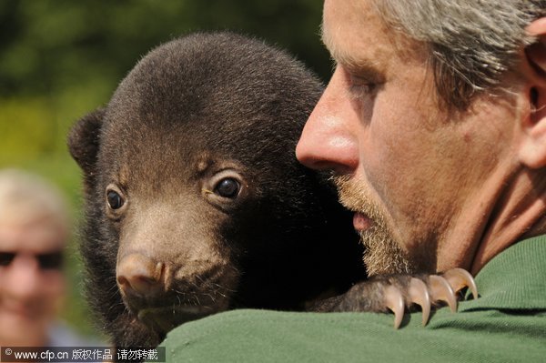 Sun bear's kiss