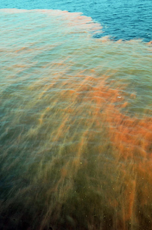 Red tide formed after oil spills