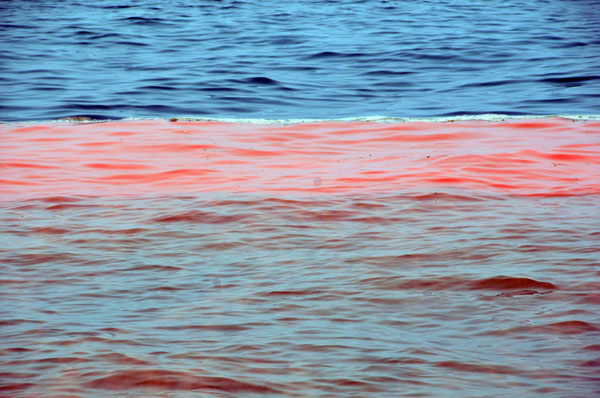 Red tide formed after oil spills