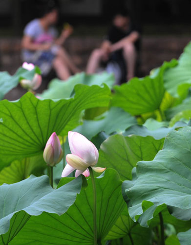 Lovely lotus blooms blanket park ponds