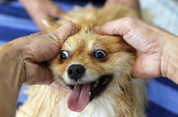 Pomeranian gets massage in Philippines