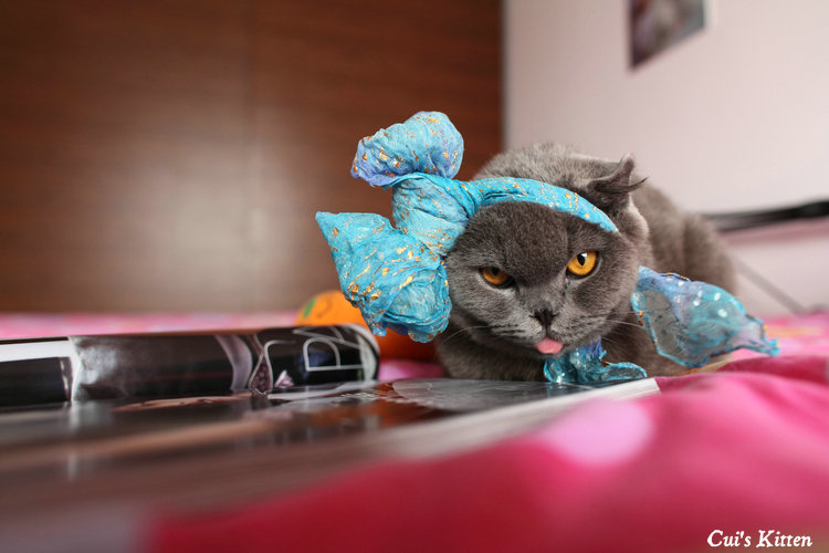 Cui Xiaofang's photography: Lens on cats