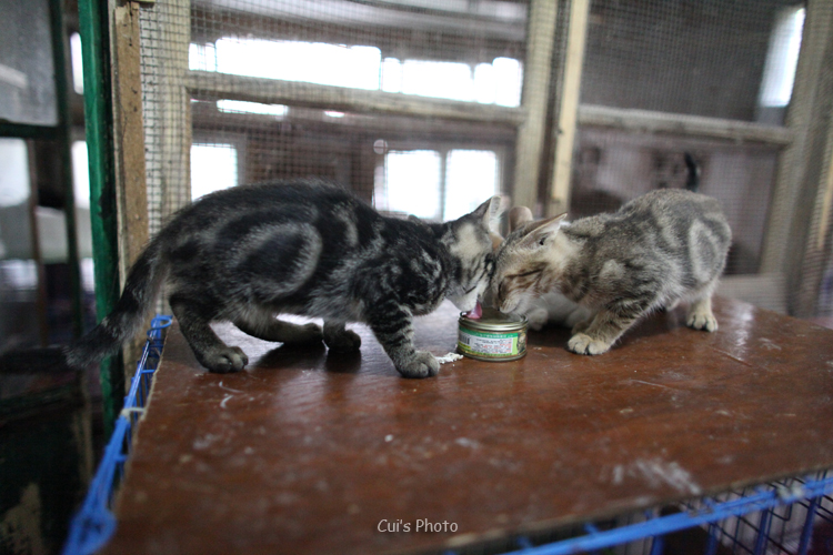 Cui Xiaofang's photography: Lens on cats