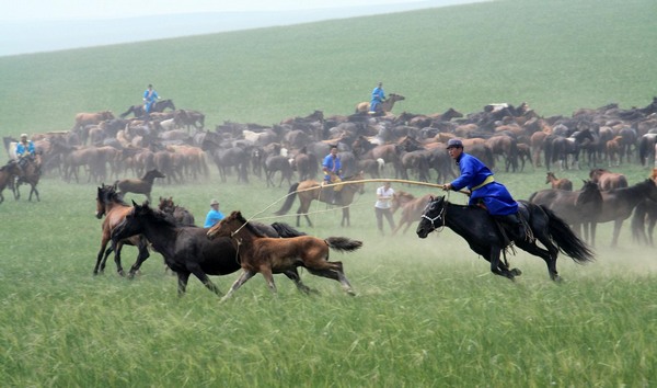 Horse culture festival held in Inner Mongolia