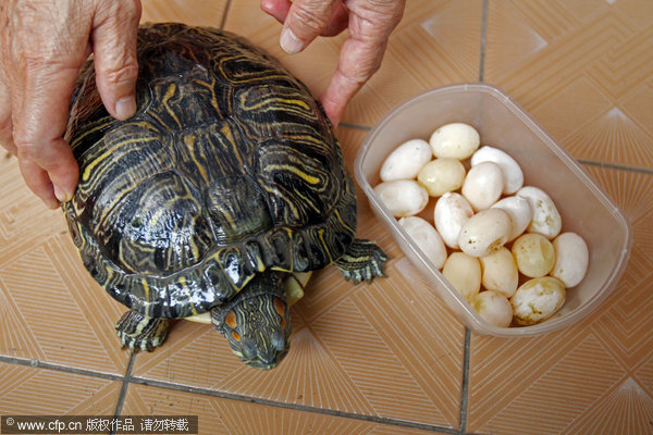 Tortoise lays 17 eggs in an hour