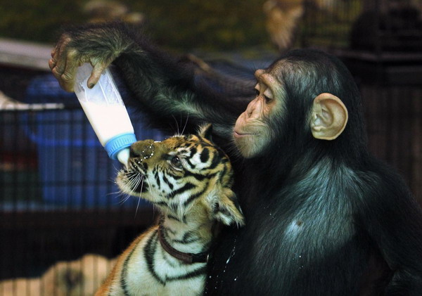 Tiger cub and chimp unlikely nursery playmates