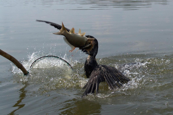 The flying fish hunters of China's past