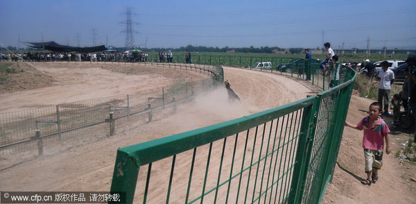 Police shut illegal dog racetrack in NW China