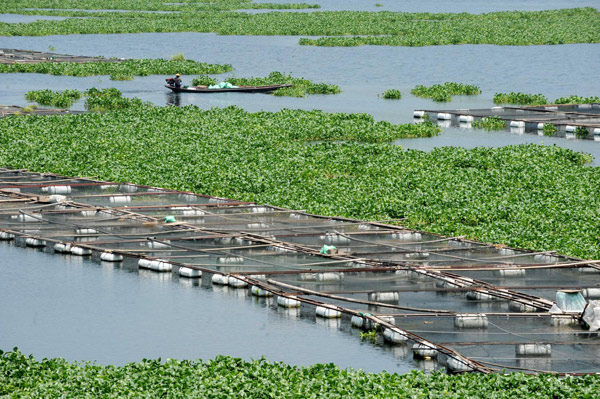 River users battle invasive water hyacinth