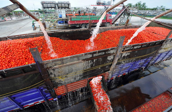 Tomato harvest season comes to Xinjiang