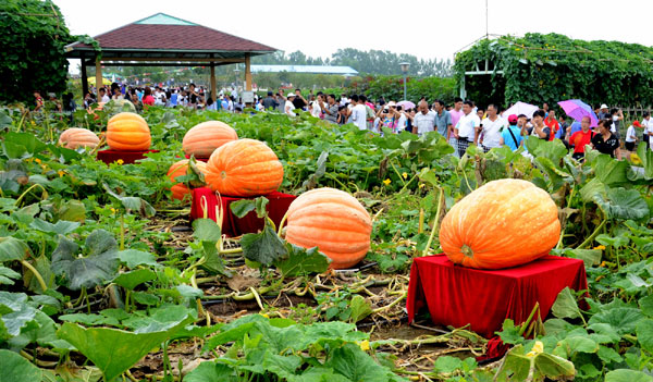 Giant pumpkins shown in NE China