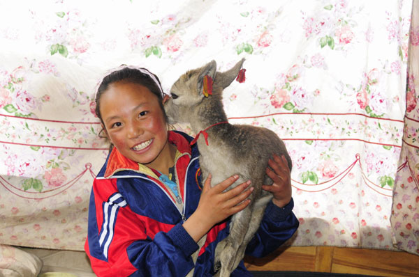 Tibetan girl saves baby sheep