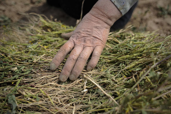 Breaking poverty in China's villages