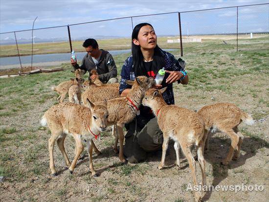 Great migration of Tibetan antelopes