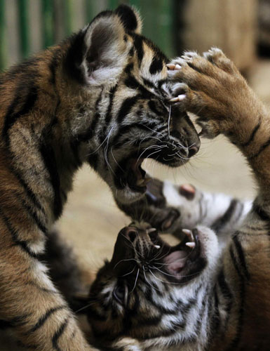 Sumatran tiger cubs show their stripes