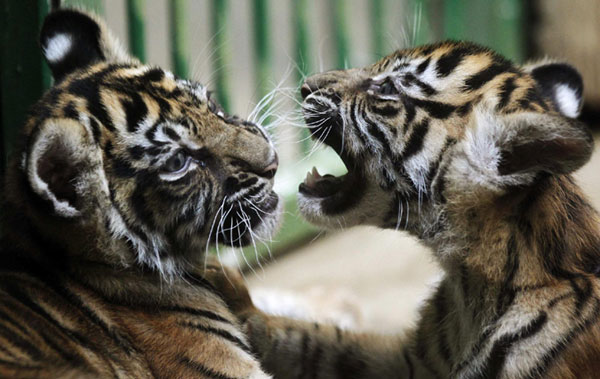 Sumatran tiger cubs show their stripes