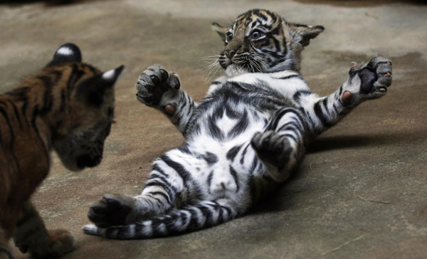 Sumatran tiger cubs show their stripes