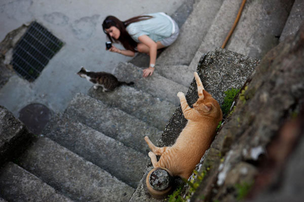 Feline paradise in Taiwan