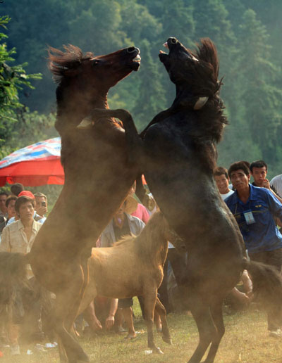 Horse fighting held to celebrate harvest