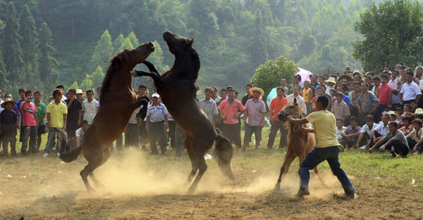 Horse fighting held to celebrate harvest