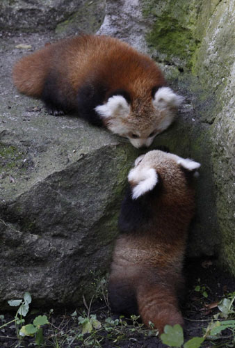 Newborn Red Panda twin cubs in Berlin zoo