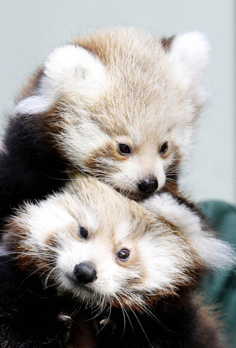 Newborn Red Panda twin cubs in Berlin zoo