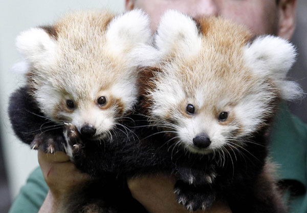 Newborn Red Panda twin cubs in Berlin zoo