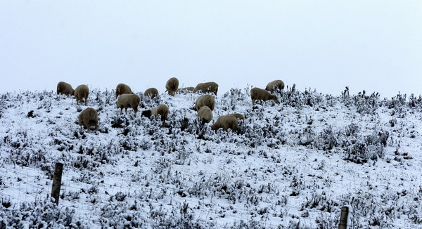 Heavy snow for NW China county