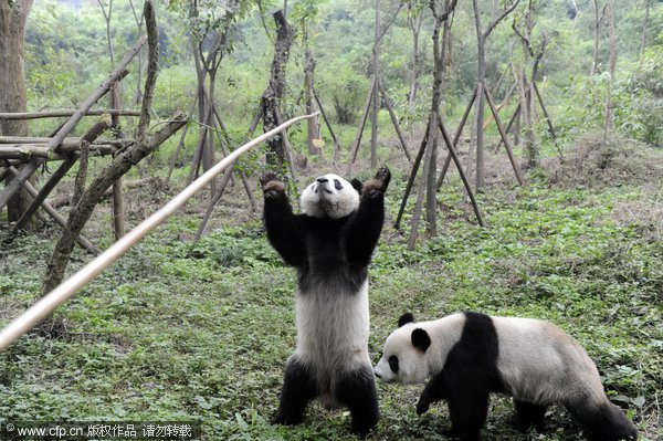 Feeding pole encourages panda exercise